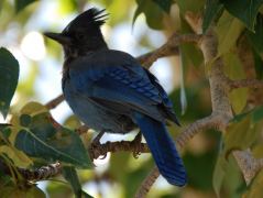 Vermutlich ein Blue Jay, Lake Tahoe