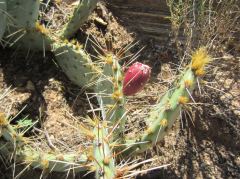 Kaktus mit Frucht im Canyonlands N.P.