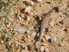 Eine kleine Echse am Aussichtspunkt über den Little Colorado River