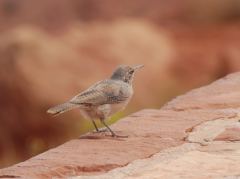 Vogel beim Visitor-Center des Monument Valley