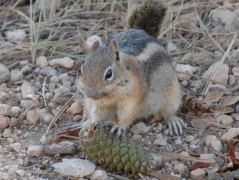 Squirrel beim Nüsschen knabbern auf dem Navajo-Trail im Bryce Canyon