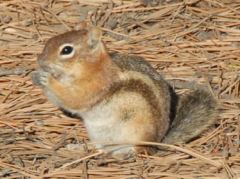 Squirrel am Rim Trail zwischen Sunset und Sunrise Point am Bryce Canyon