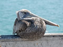 Pelikan auf dem Pismo Beach Pier