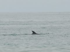 Delphinflossen vor Pismo Beach