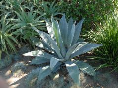 Agaven und Aloe in den La Brea Tar Pits in Los Angeles