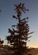 Ein Weihnachtsbaum der besonderen Art am Strand von Ocean Beach