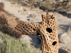 Skelett des Cholla-Kaktus, Click to Zoom. Feine Struktur.