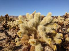 Cholla Kaktus im Joshua Tree N.P.