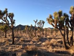 Joshua Trees im Abendlicht