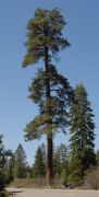 Eine Pracht-Tanne oder Red Fir im Lassen Volcanic Park