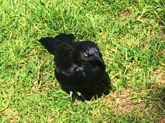 Hungrige, gar nicht scheue Vögel in den Yerba Buena Gardens