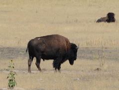 Bisons auf Antelope Island