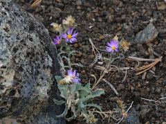 Nur wenige, kleine Blumen schmücken die Einöde