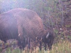 Bison am Strassenrand, unscharf aus dem fahrenden Auto geschossen