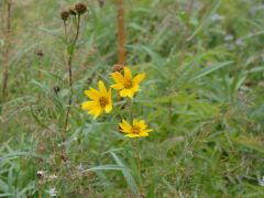 Das schlechte Wetter lässt die Blumen um so schöner erscheinen