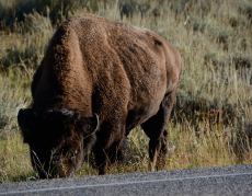 Ein Bison-Bulle am Strassenrand im Morgenlicht des Yellowstone Nationalparks