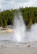 Der Vixon Geysir im Norris Geyserfeld im Yellowstone Nationalpark