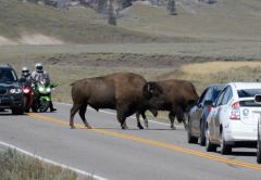 Die Strasse gehört den Bisons, die anderen warten