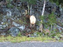 Ein Wapiti-Hirsch am Strassenrand im Yellowstone