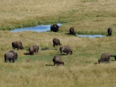 Herde mit Bisonkalb im Yellowstone Nationalpark