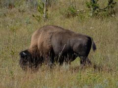 Weidender Bisonbulle nahe des Lake Yellowstone