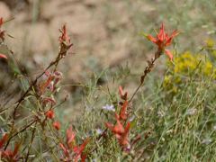 Blumen, auch an diesem trockenen Ort im Capitol Reef Nationalpark