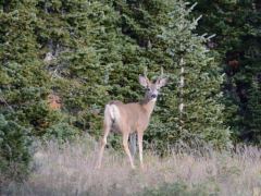 Ein Hirsch im Cedar Breaks National Monument