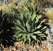 Agave im Arizona-Sonara Desert Museum