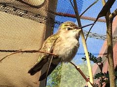 Kolibri im Arizona-Sonora Desert Museum