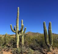 Saguaro Kakteen im Arizona-Sonora Desert Museum