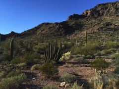 Drei, nein sogar vier verschiedene Kakteen auf einem Bild im Organ Pipe Cactus National Monument