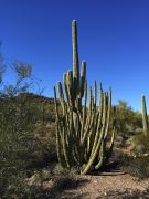 Im Vordergrund ein Organ Pipe, in der Mitte ein Saguaro Kaktus