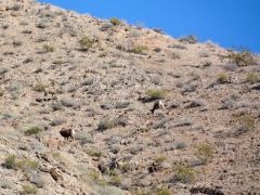 Gut getarnt, aufs Bild klicken, um es ein wenig zu vergrössern. Wer sieht die Bighorn-Schafe?