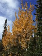 Birken mit goldfarbenem Herbstlaub beim Tithegeh Chii Vitaii Lookout