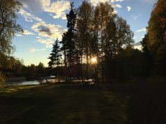 Chena River im Gegenlicht durch die Bäume