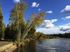 Bäume am Chena River unter blauem Himmel