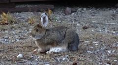 Ein «Lepus americanus», auch Snoeshoe Hare genannt. Photo (c) by Heinz Lenz