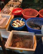 Fische und Meeresfrüchte im Markt von Tai O