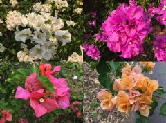 Bougainville in verschiedenen Farben im Botanischen Garten von Singapore
