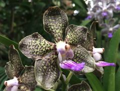 Hineinzoomen erlaubt, sehr schöne Struktur auf den Blüten dieser Orchidee