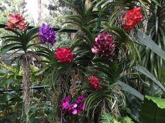 Ein Strauss an Farben der selben Orchideensorte