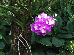 Orchidee mit Luftwurzeln an einem Baum