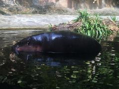 Zwergflusspferd im Zoo von Singapore