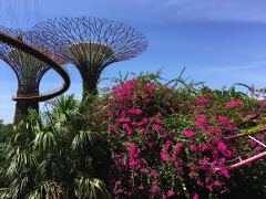 Die «Bäume» im Gardens By the Bay mit Gehwegen dazwischen