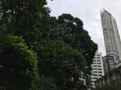 Blick aus dem Kowloon Park auf die Skyline.