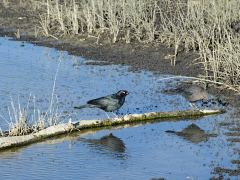 Vögel am Mono Lake