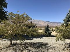 Blick auf die Sierra Nevada von der Coso Junction Rest Area aus gesehen