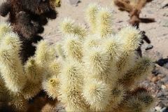 Ein Cholla-Kaktus in Nahaufnahme