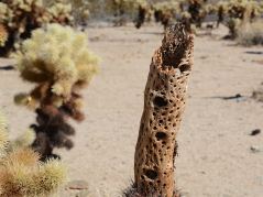 Zoom auf einen Strunk eines toten Cholla