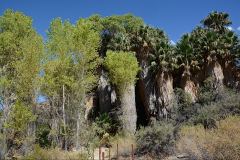 Bäume bei den Cottonwood Springs im Joshua Tree Nationalpark